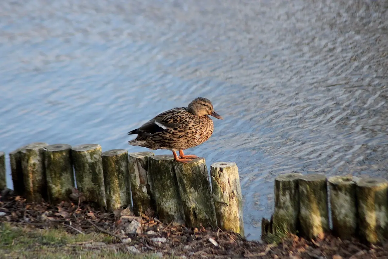 5 genveje til bedre svar på sport i krydsord på ferien og i fritiden